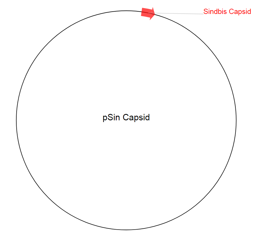 pSin Capsid质粒图谱